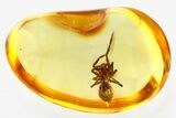Detailed Fossil Spider (Araneae) In Baltic Amber #321769-1
